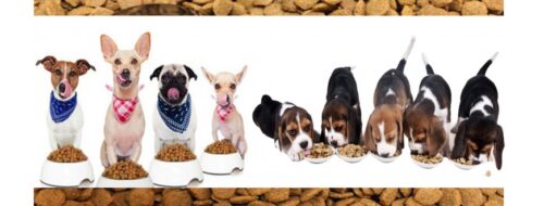 Alimentos para Mascotas
